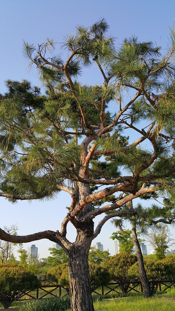 wood pine abstract free photo