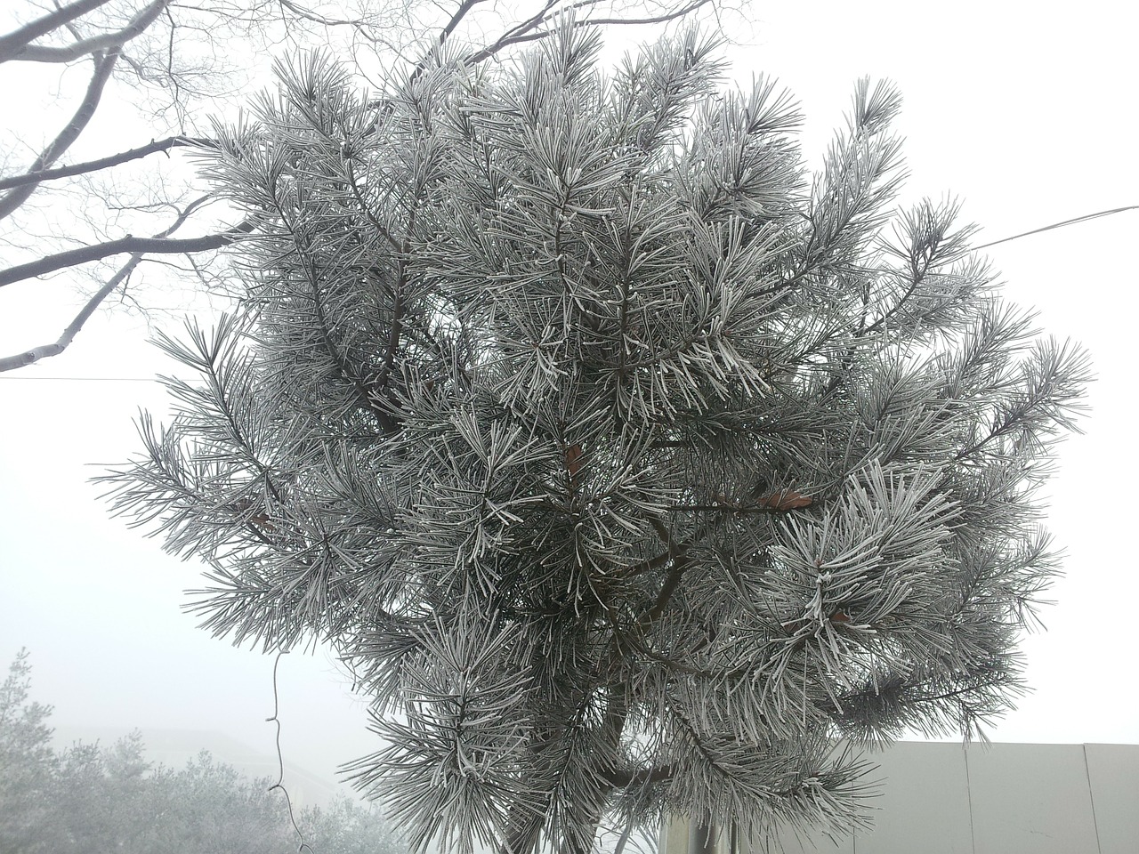 wood winter tree snow flower free photo