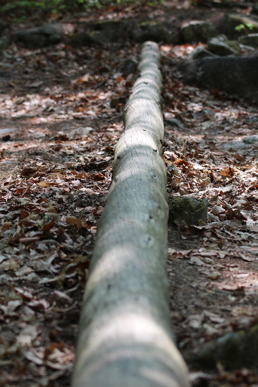 wood forest landscape free photo