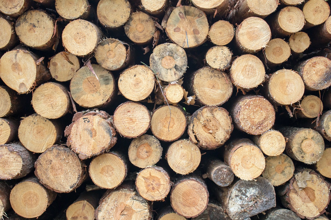 wood pine cut free photo