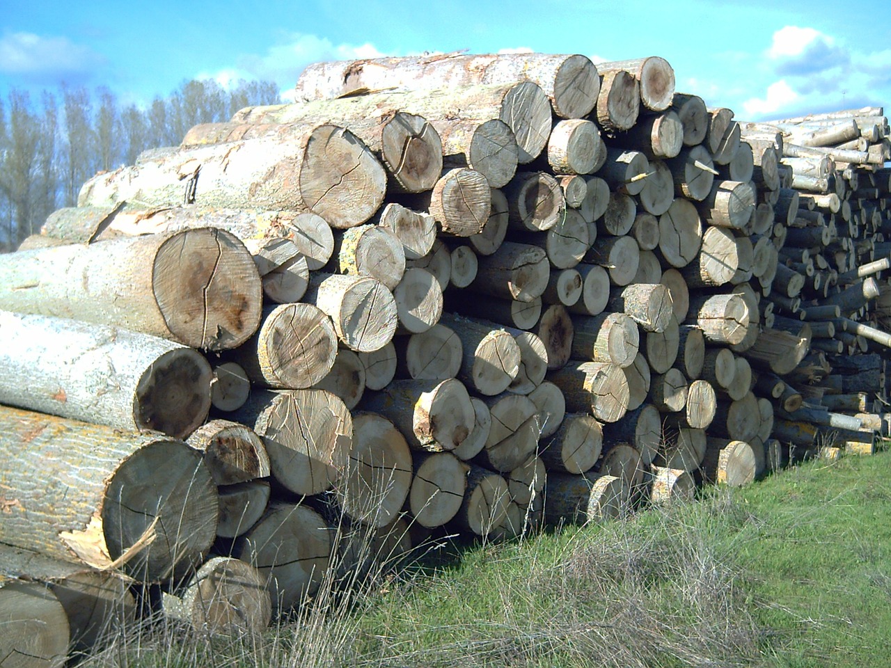 wood poplar stack free photo