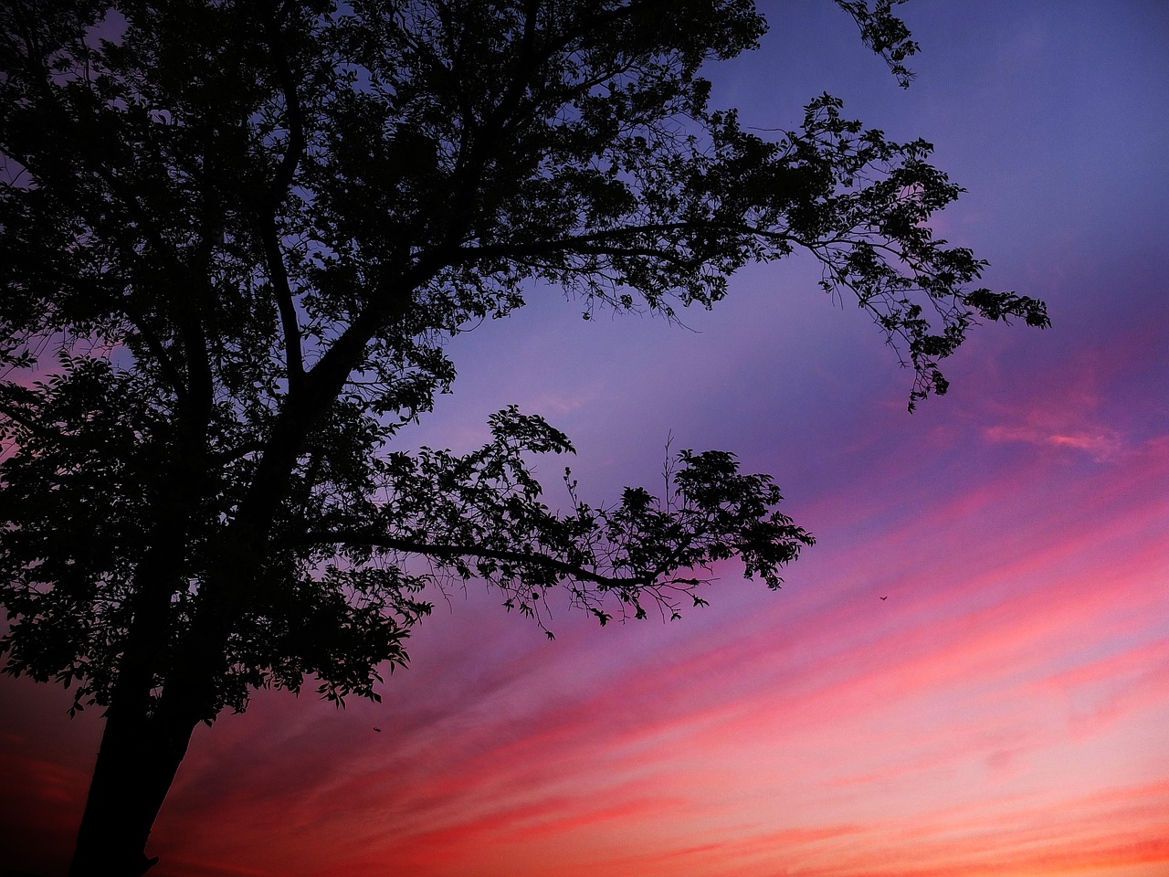 wood sky night free photo