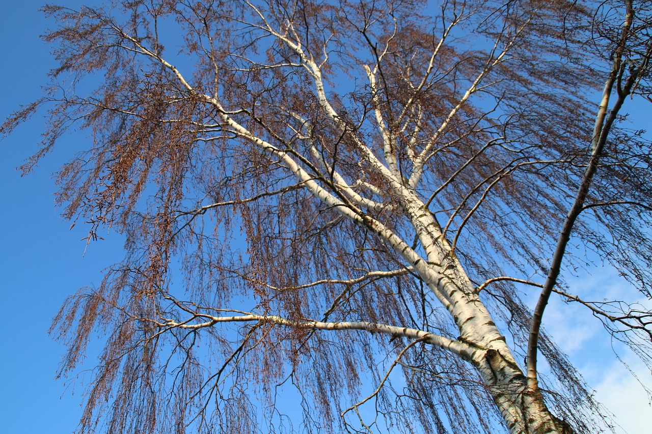 wood blue sky free photo