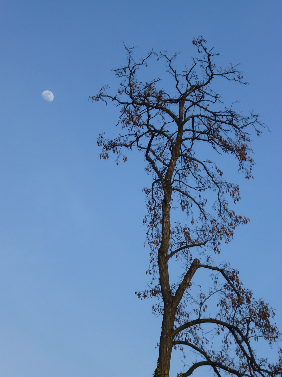 wood moon blue free photo