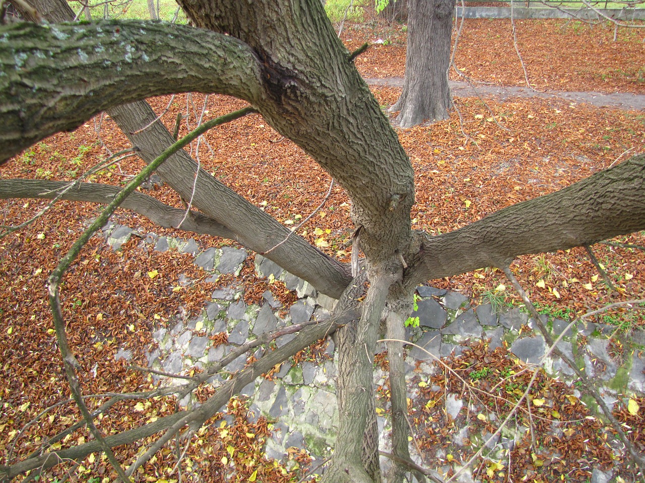 wood autumn branch free photo