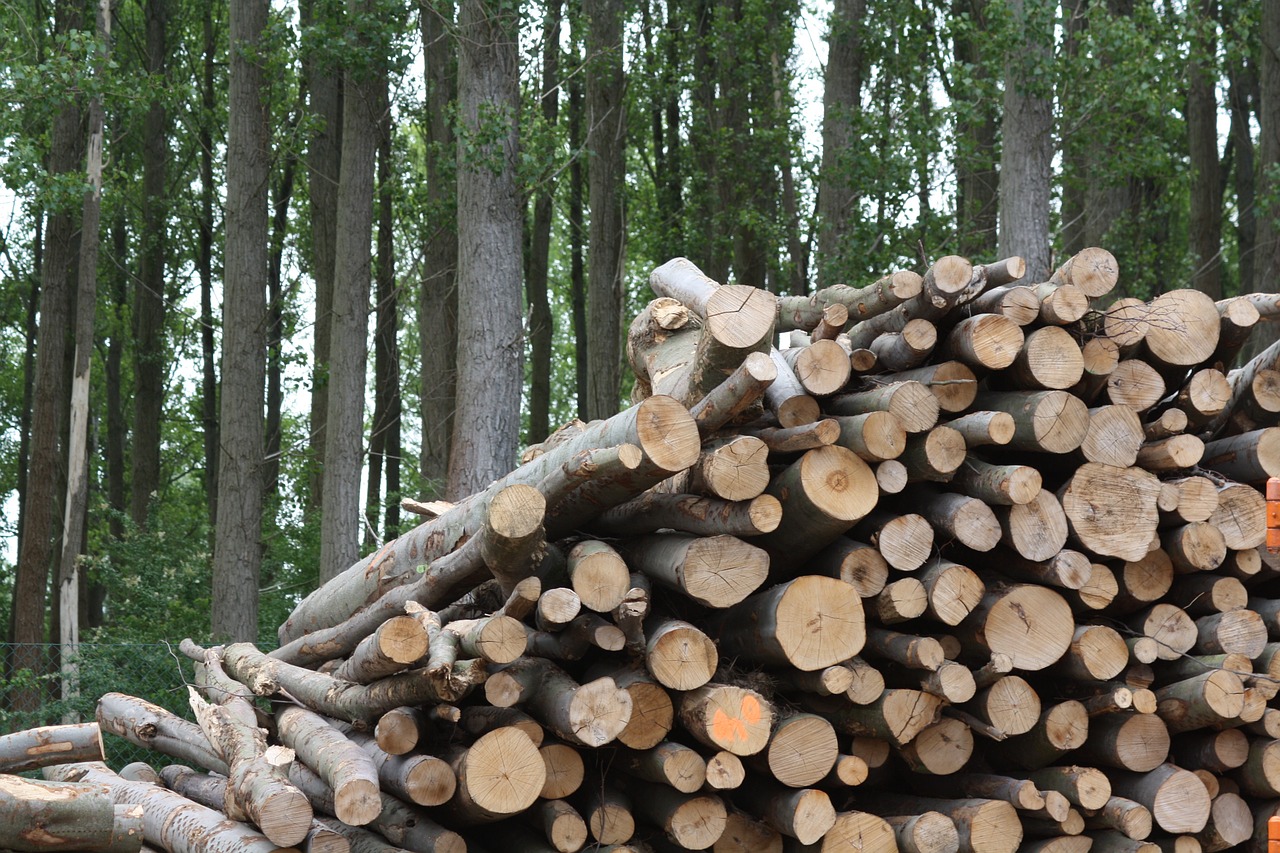 wood biomass trunks free photo