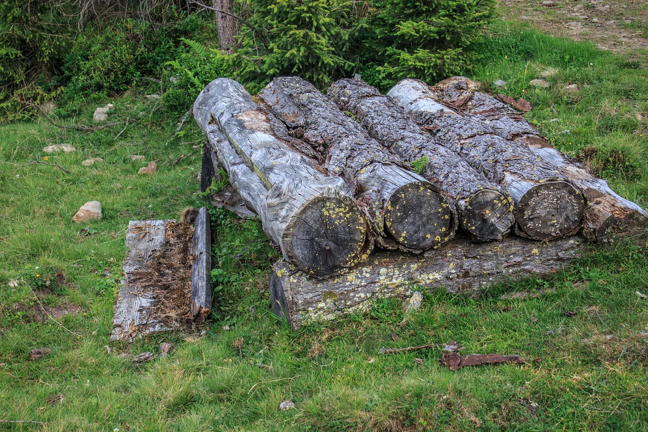 wood log nature free photo