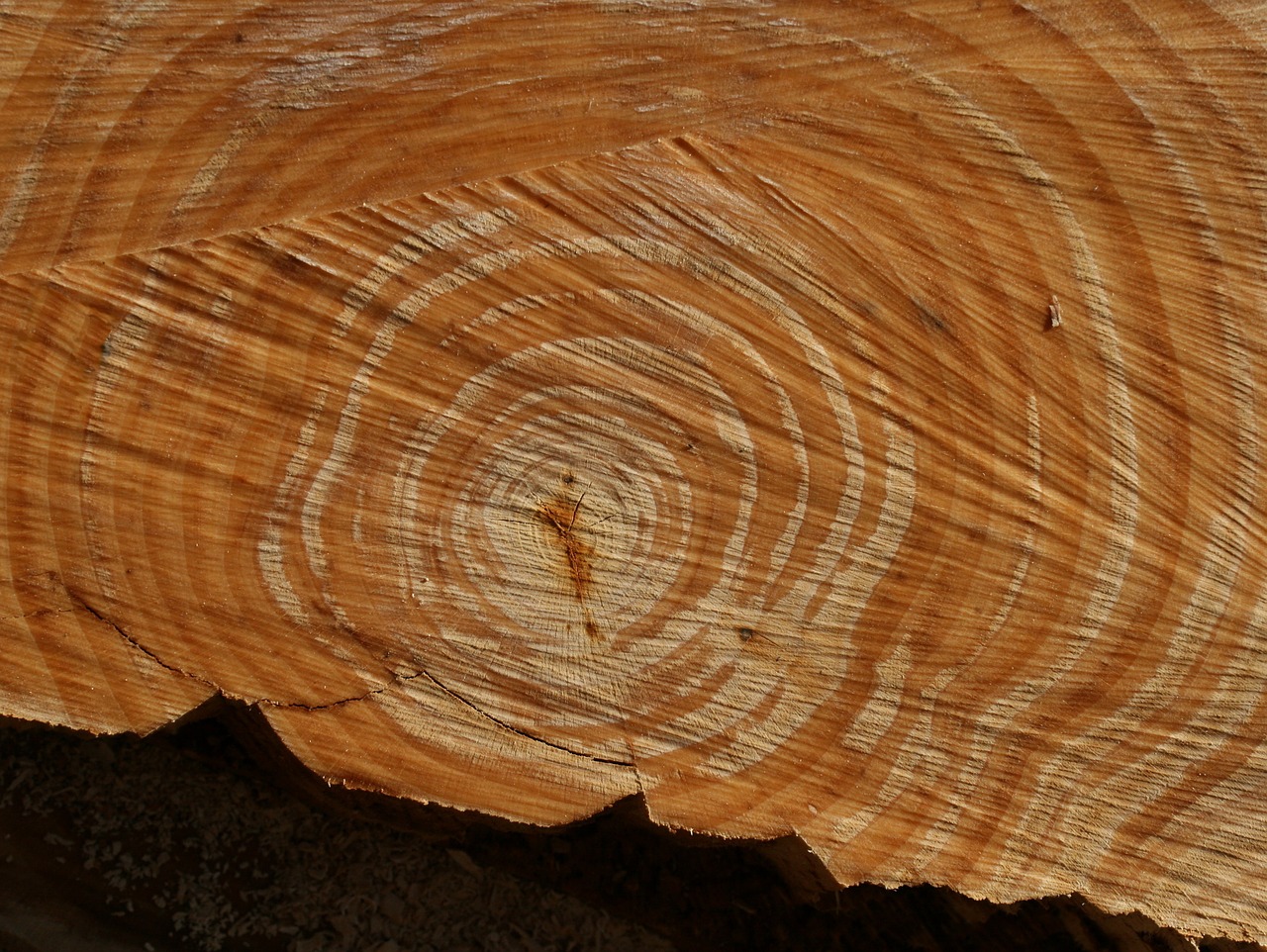 wood annual rings structure free photo