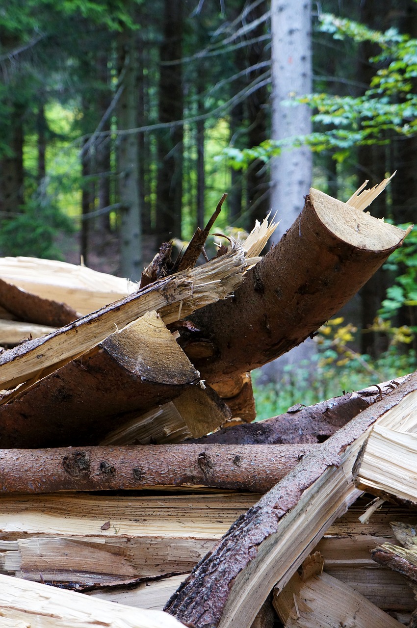 wood forest nature free photo