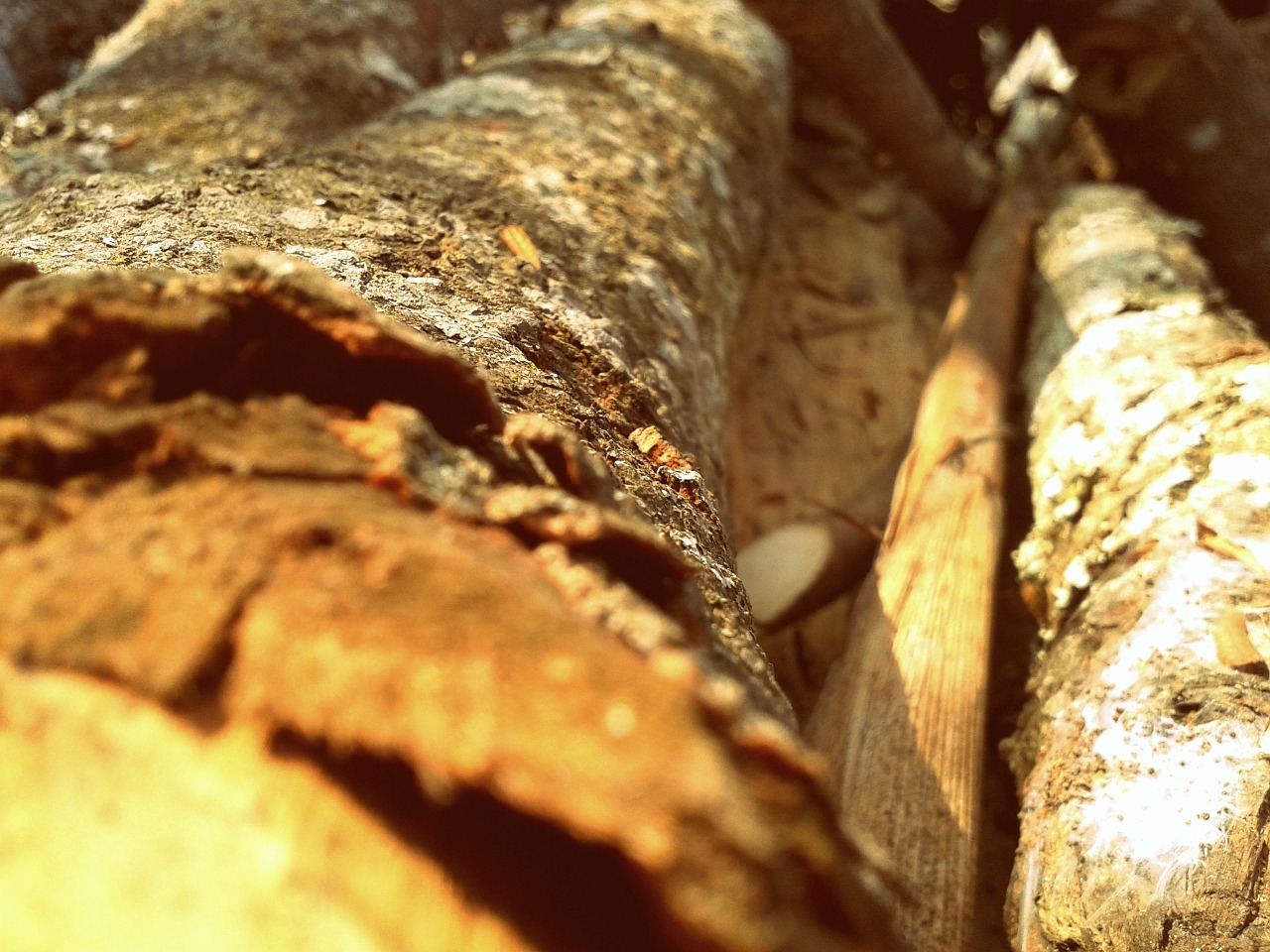 wood dry timber free photo