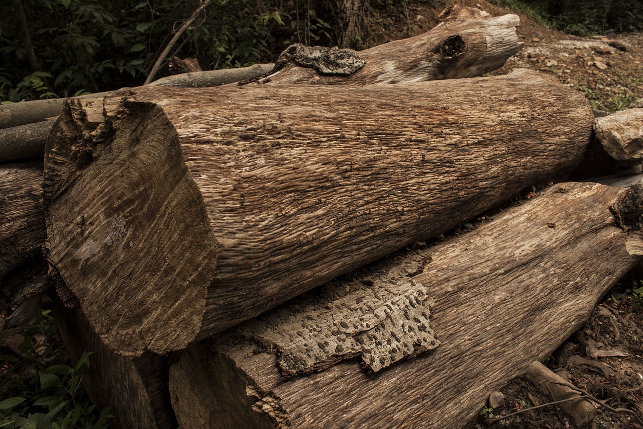 wood logs woodpile free photo