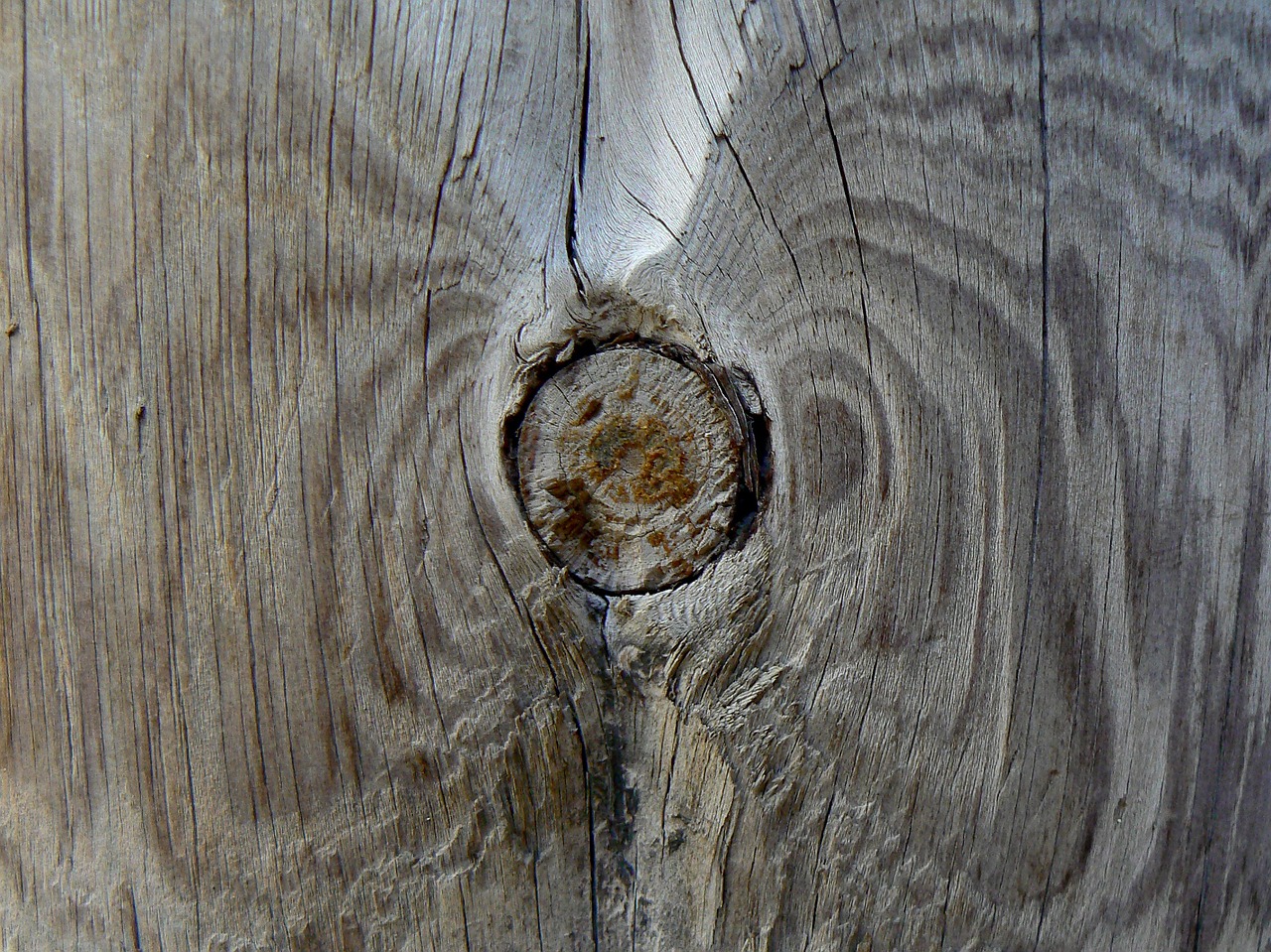 wood knot texture free photo