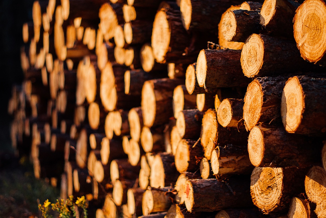 wood logs lumber free photo