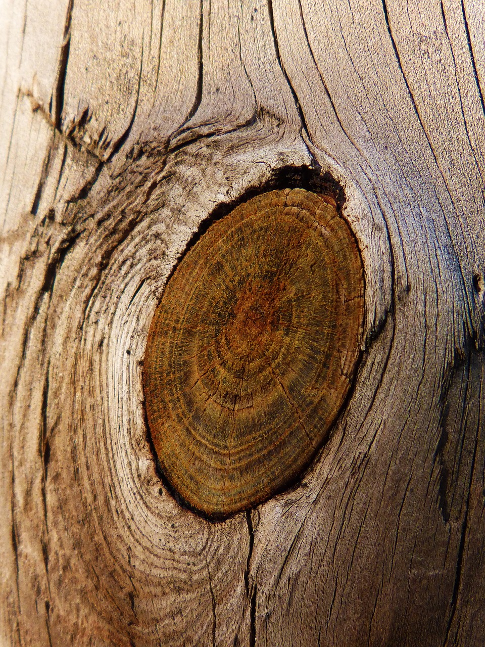 wood knot trunk free photo