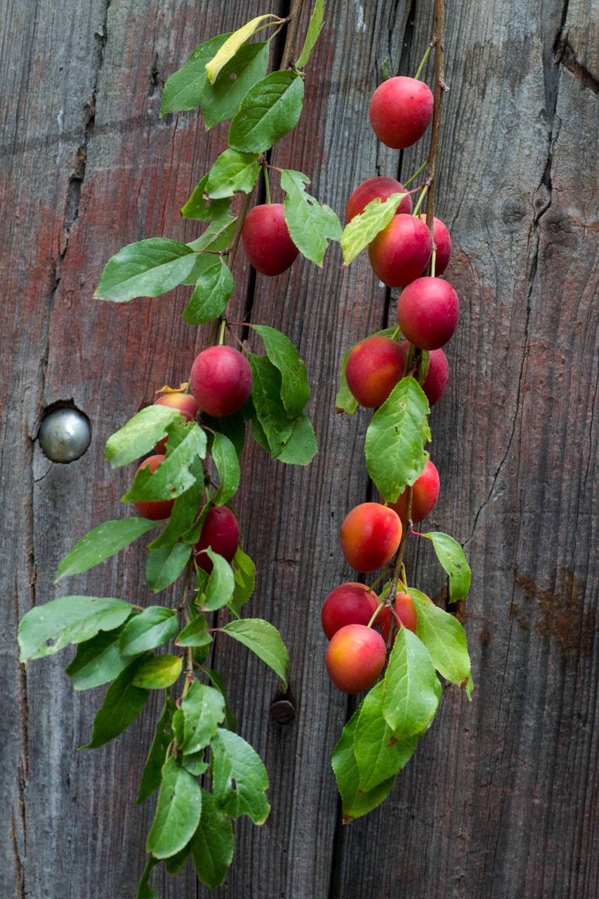 wood board fruit free photo