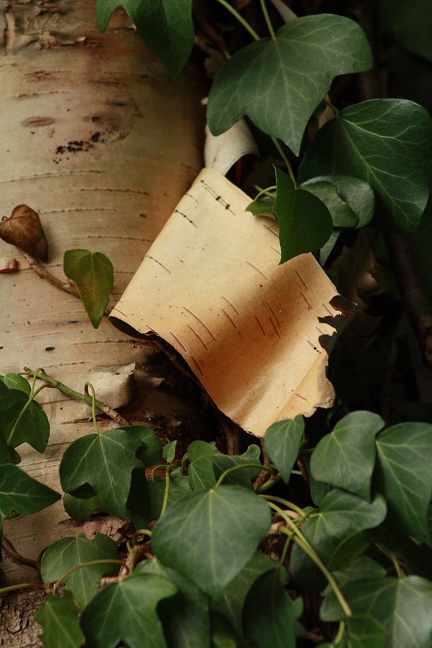 wood trunk nature free photo