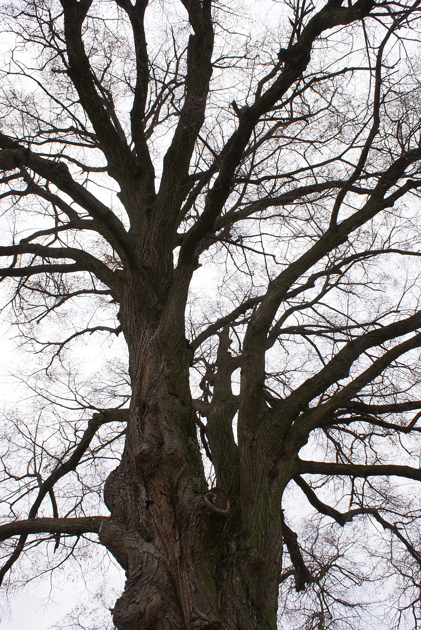 wood branches old free photo