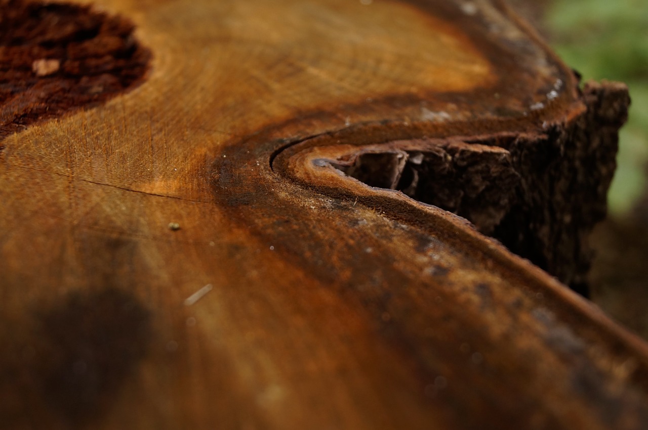 wood bark stubs free photo