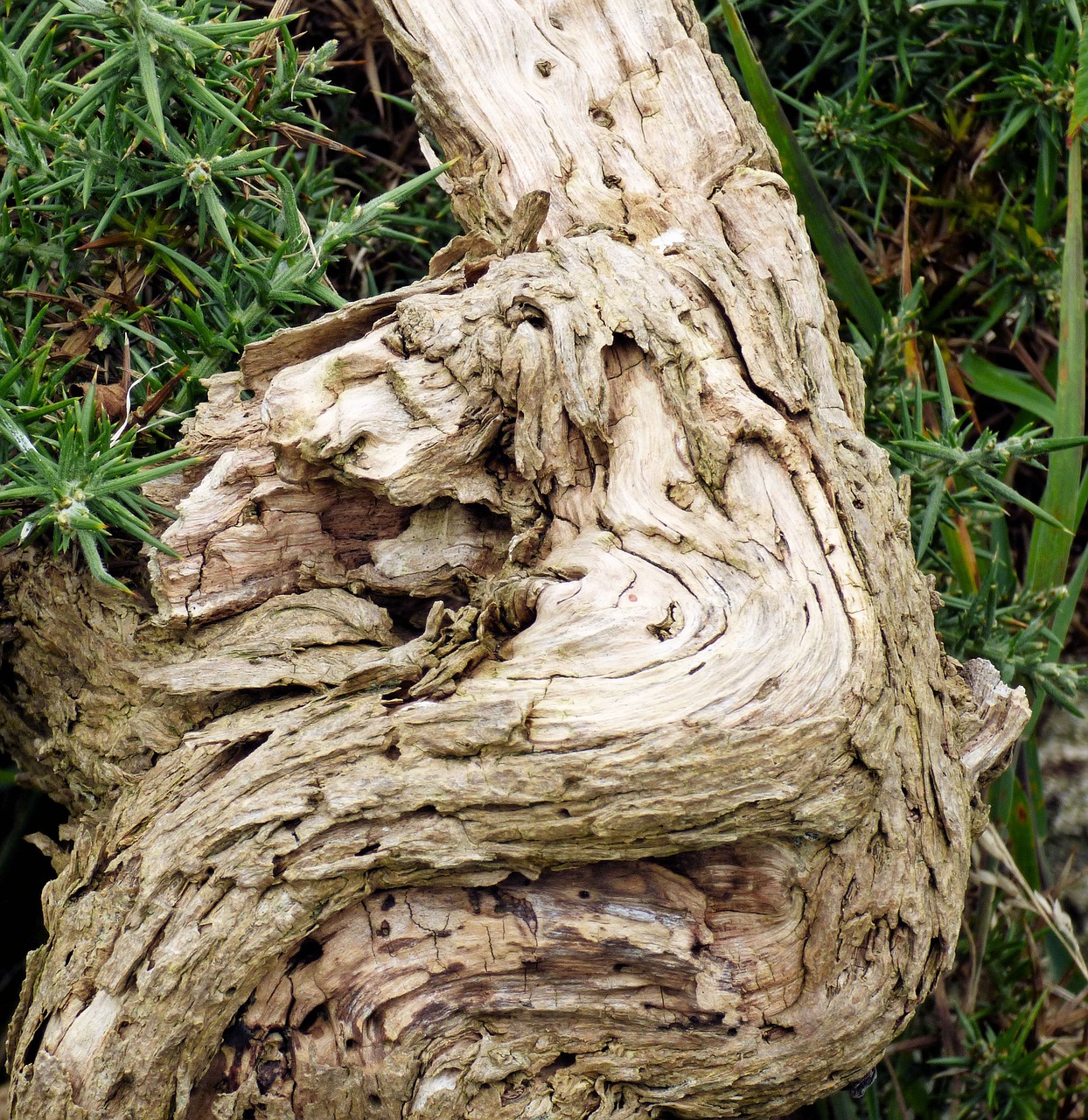 wood old texture free photo