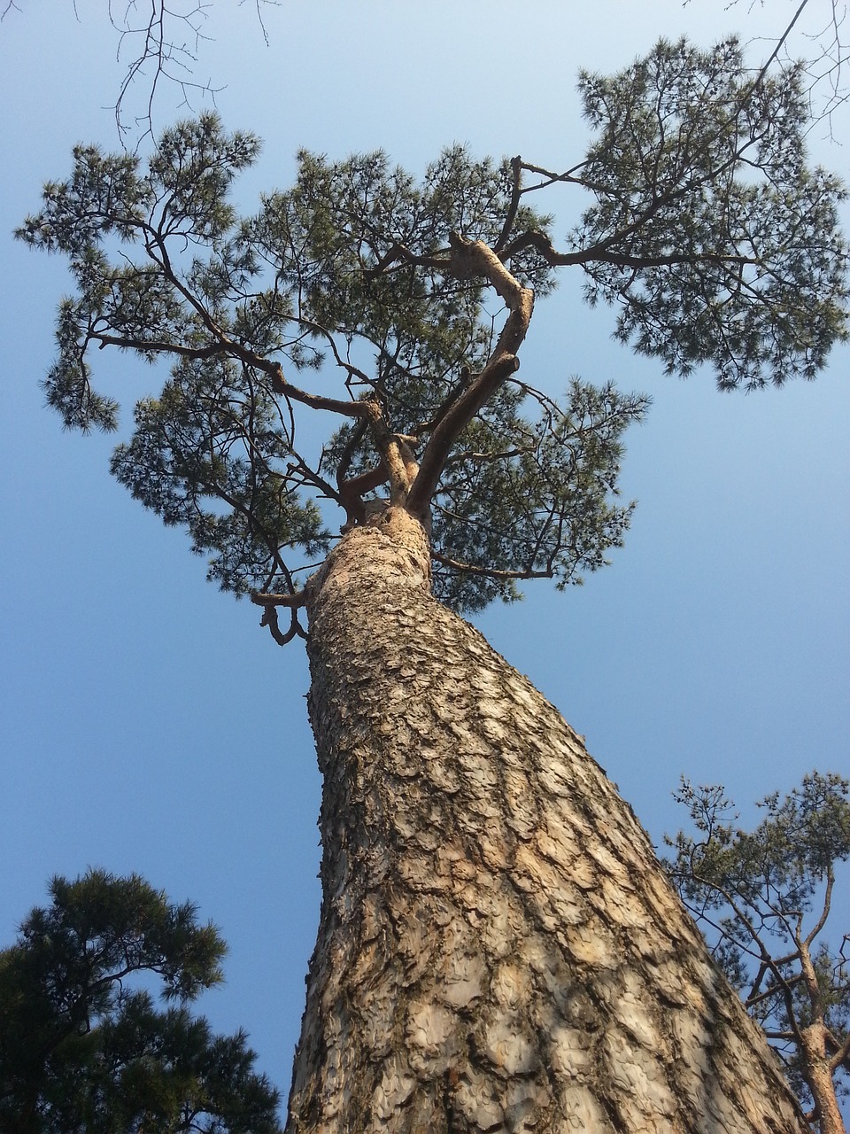 wood pine plants free photo