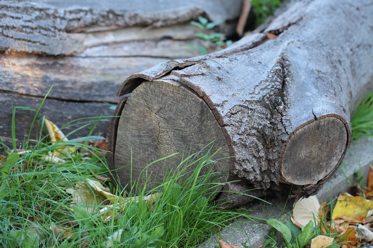 wood log lumber free photo