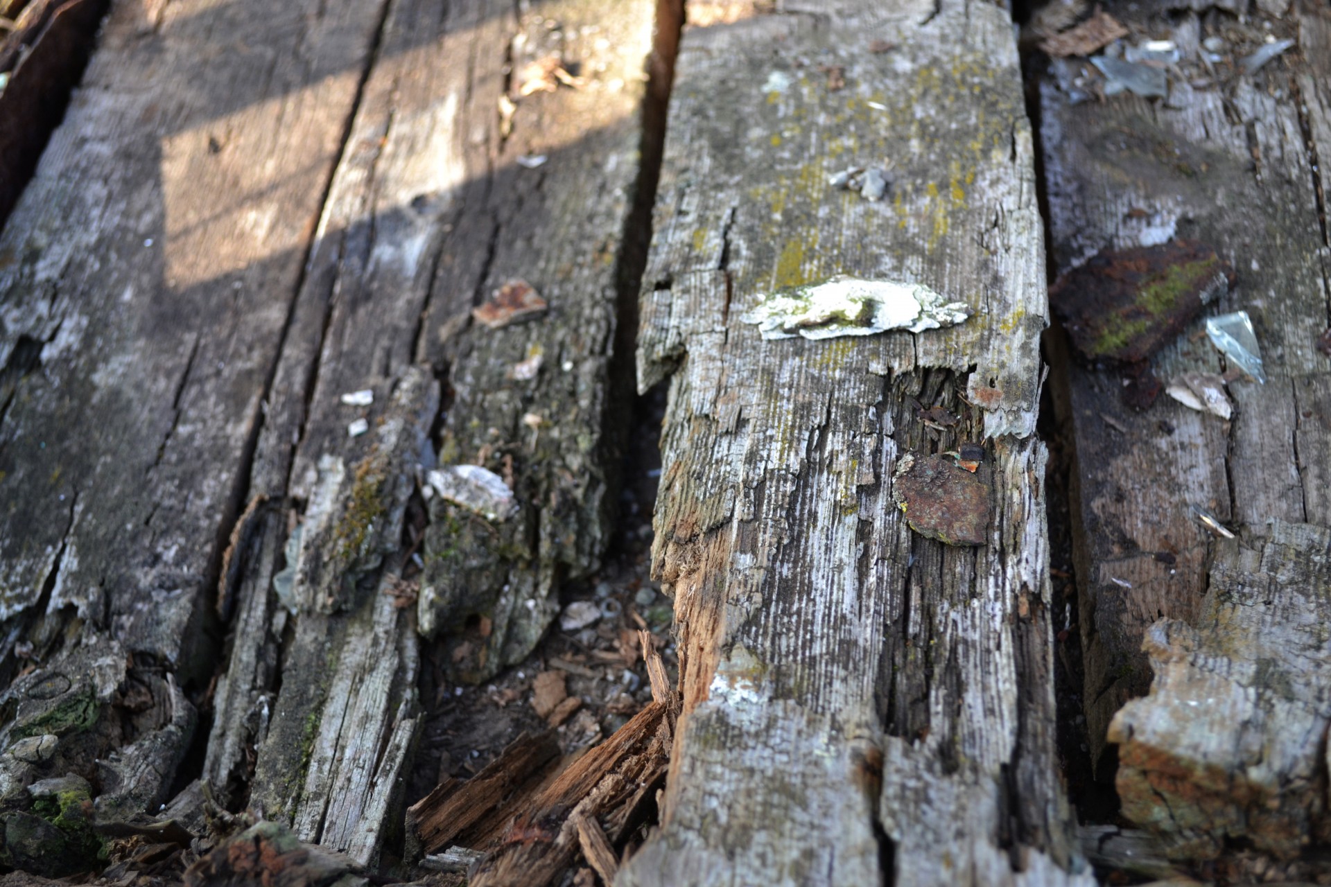 decay wood splinter free photo