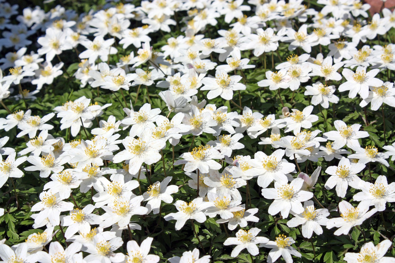 wood anemone flower forest free photo