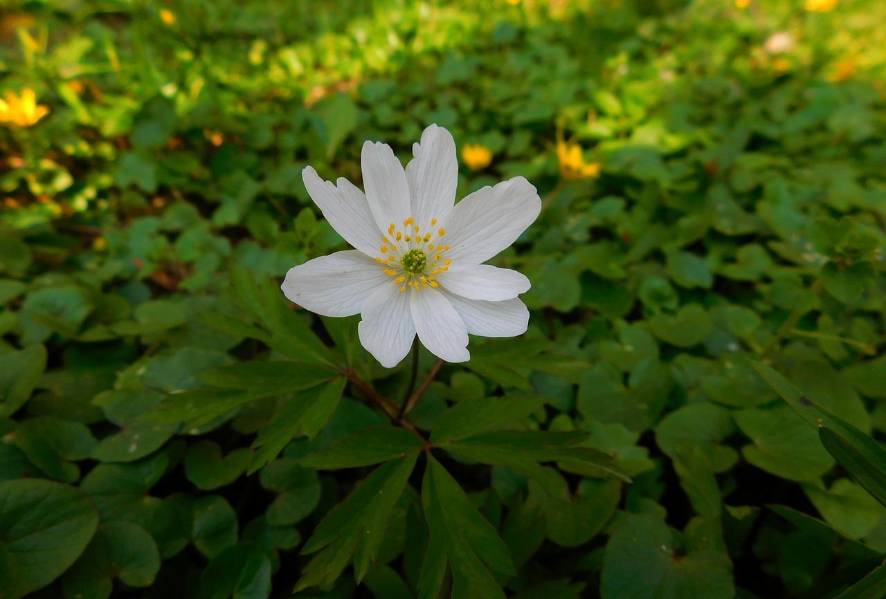 wood anemone pollen small flower free photo