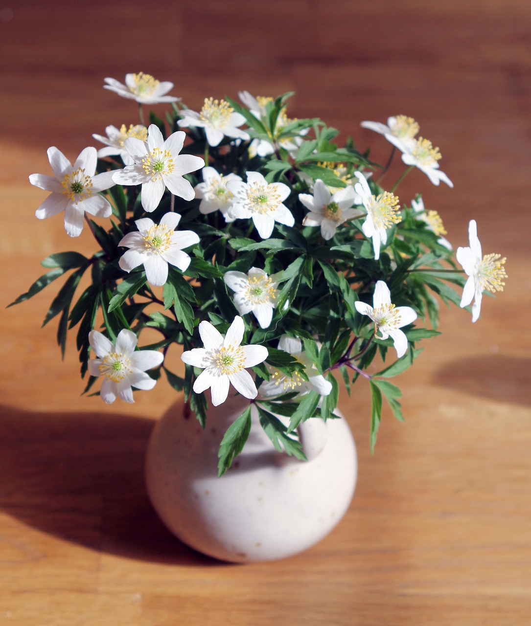 wood anemone spring flowers free photo