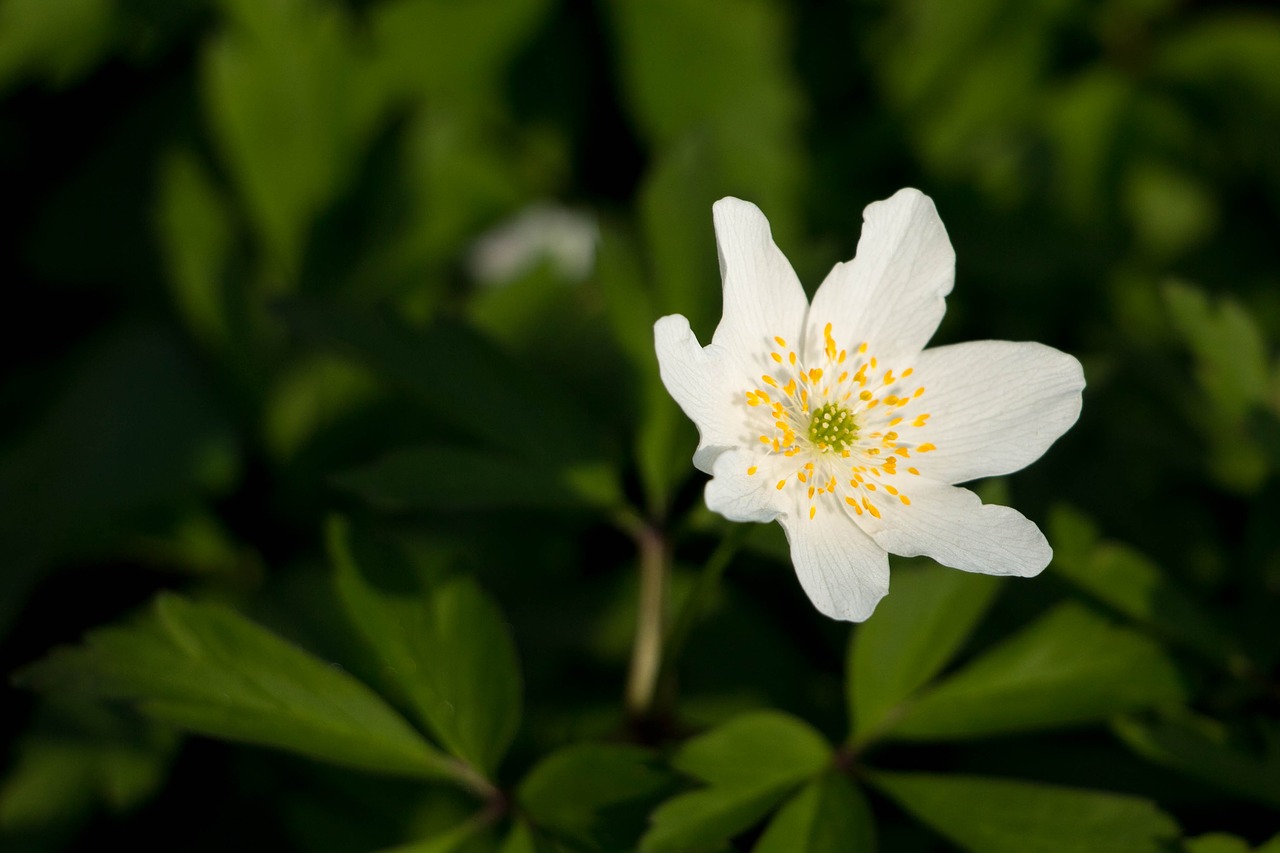 wood anemone white spring free photo