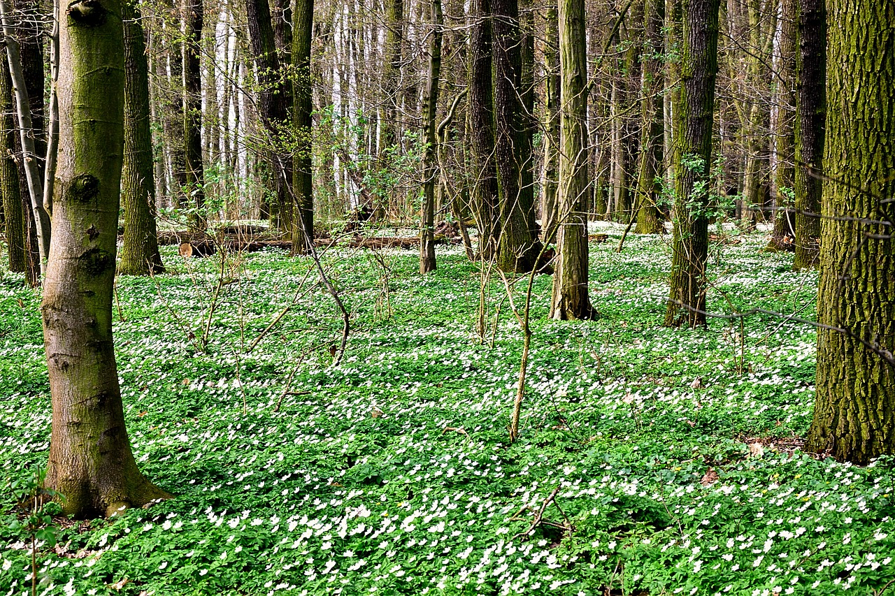 wood anemone carpet forest free photo