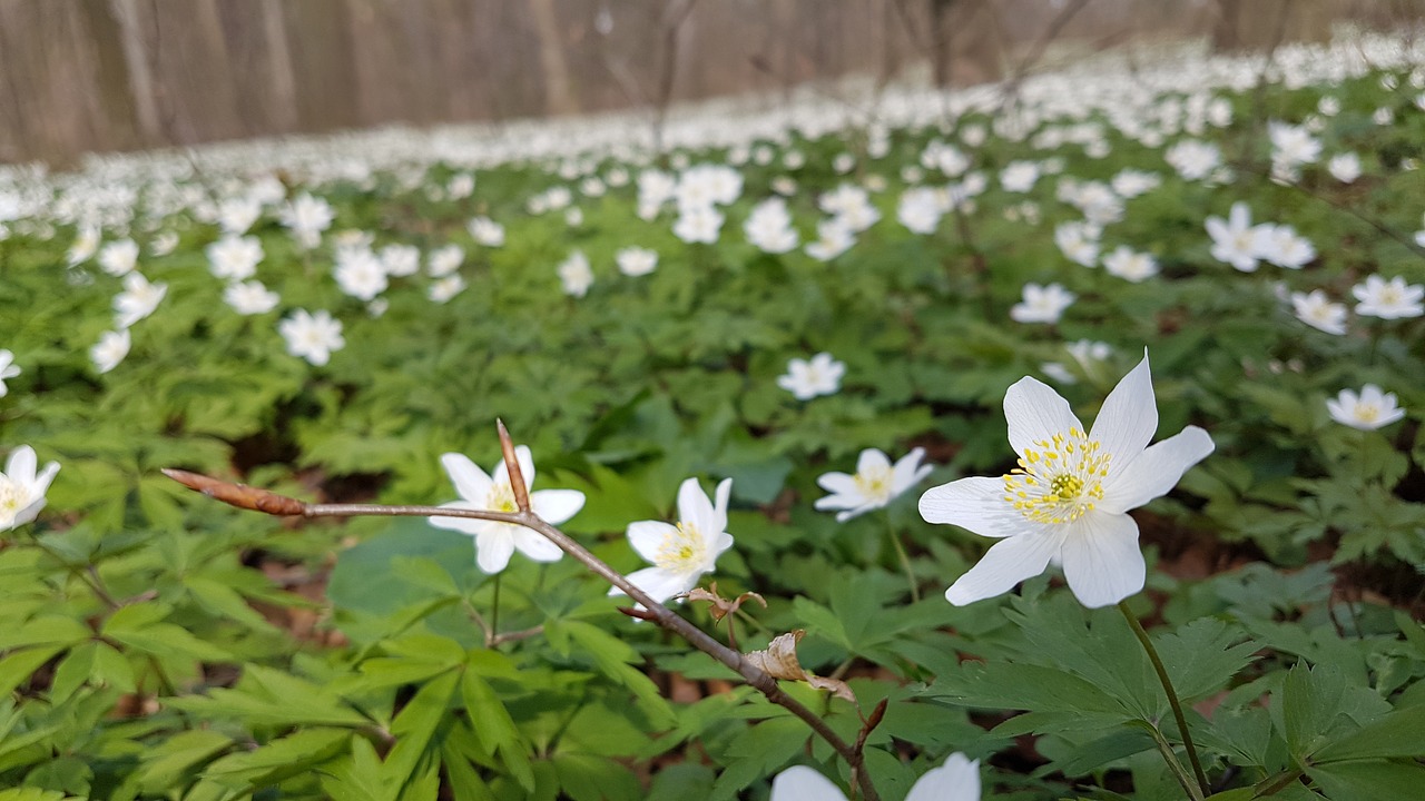 wood anemone forest spring free photo