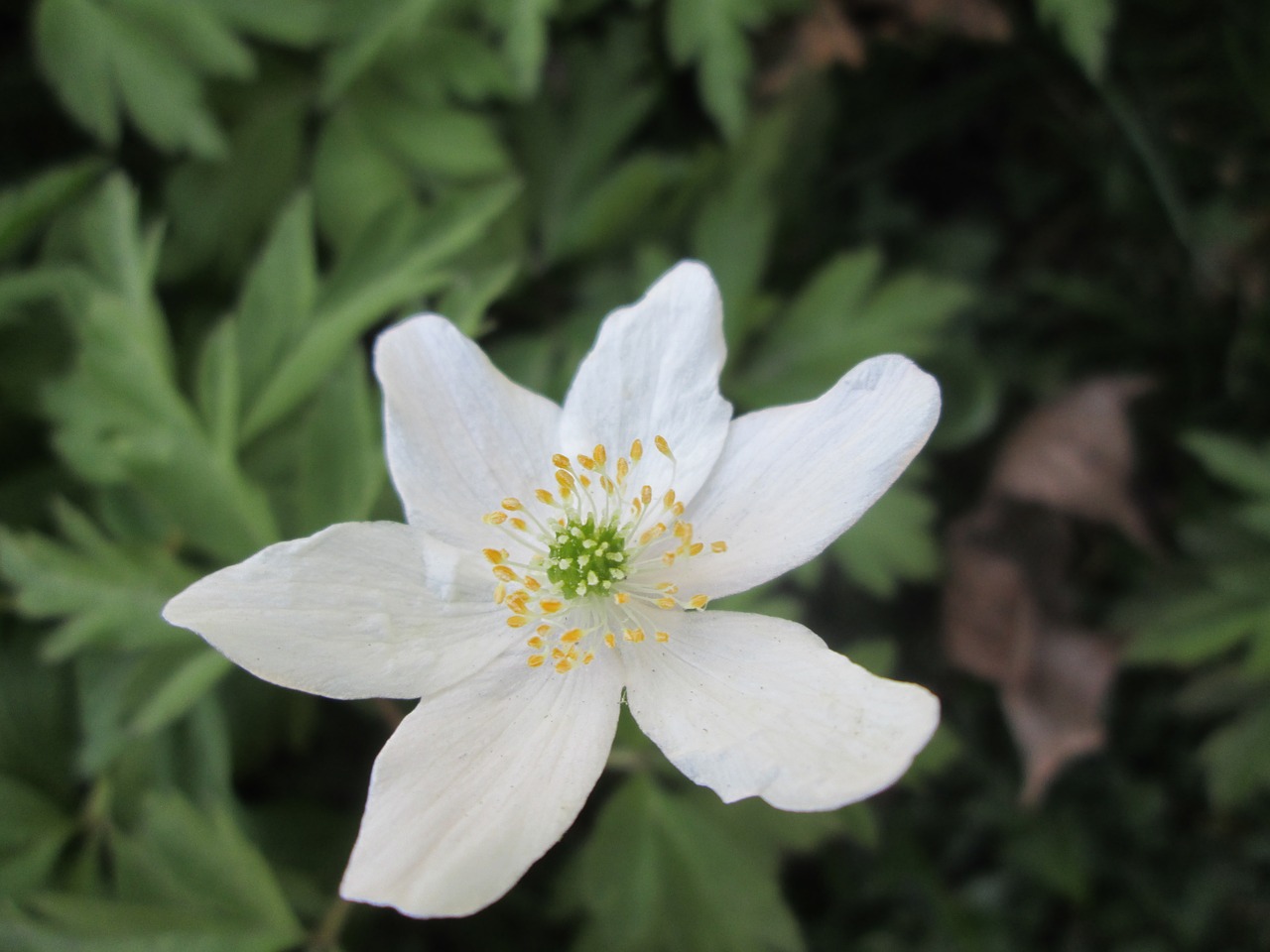 wood anemone spring anemones free photo