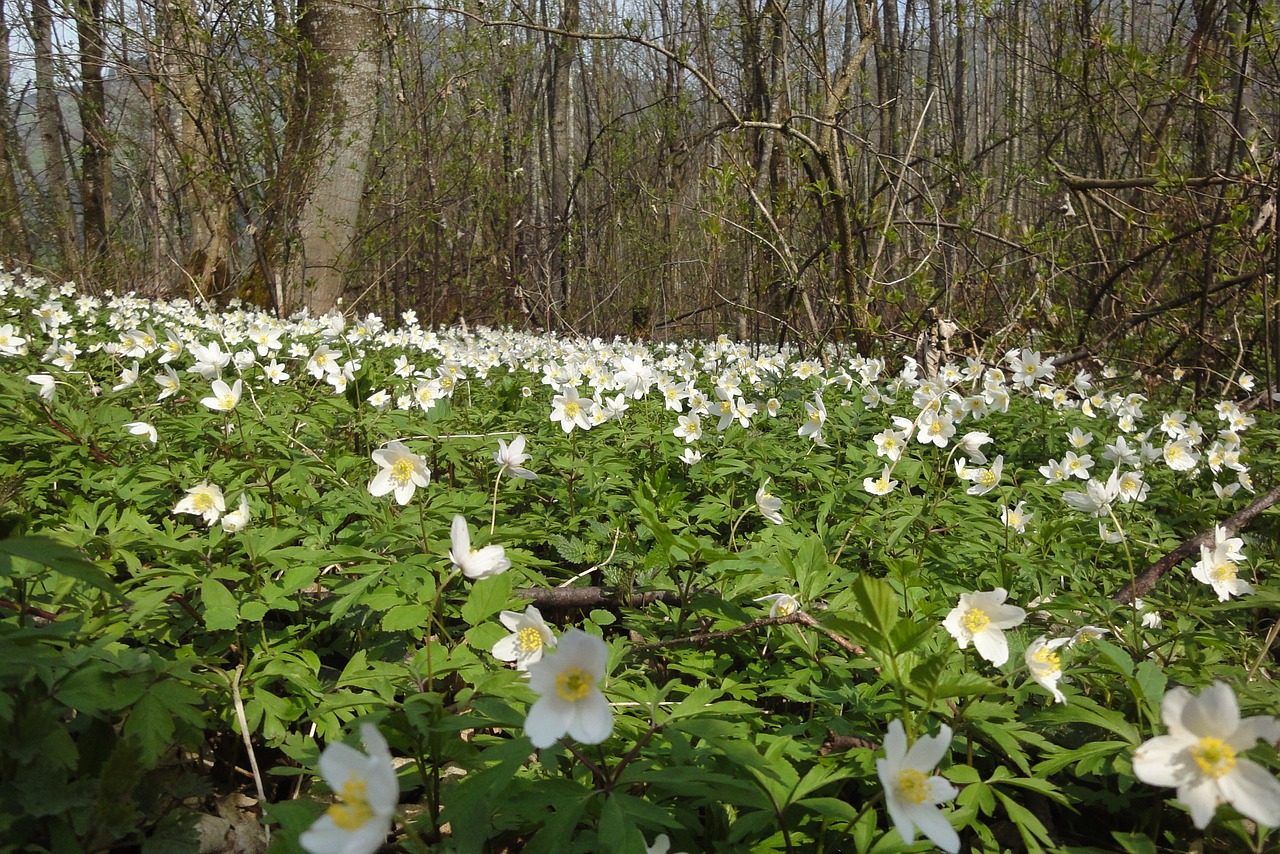 wood anemone nature forest free photo