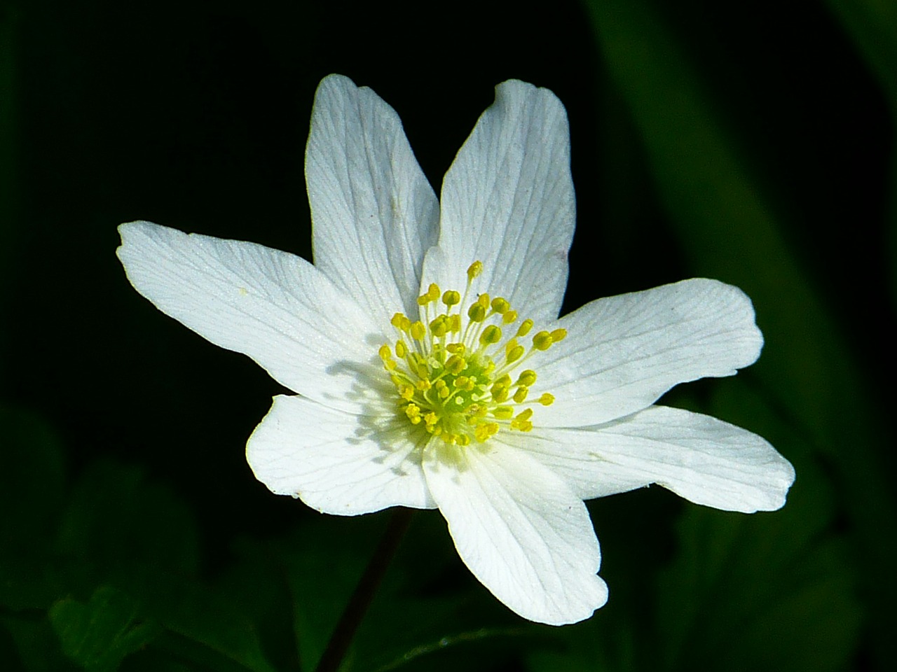 wood anemone spring flower free photo