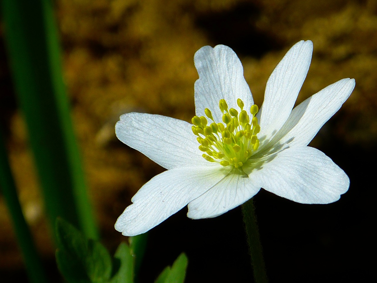 wood anemone spring flower free photo