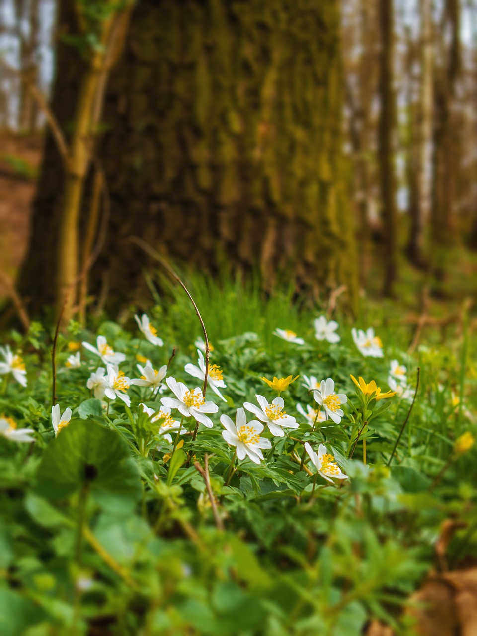 wood anemone nature flowers free photo