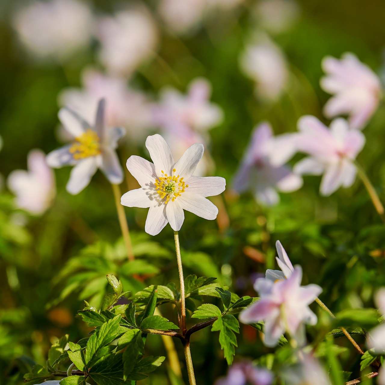 wood anemone anemone hahnenfußgewächs free photo