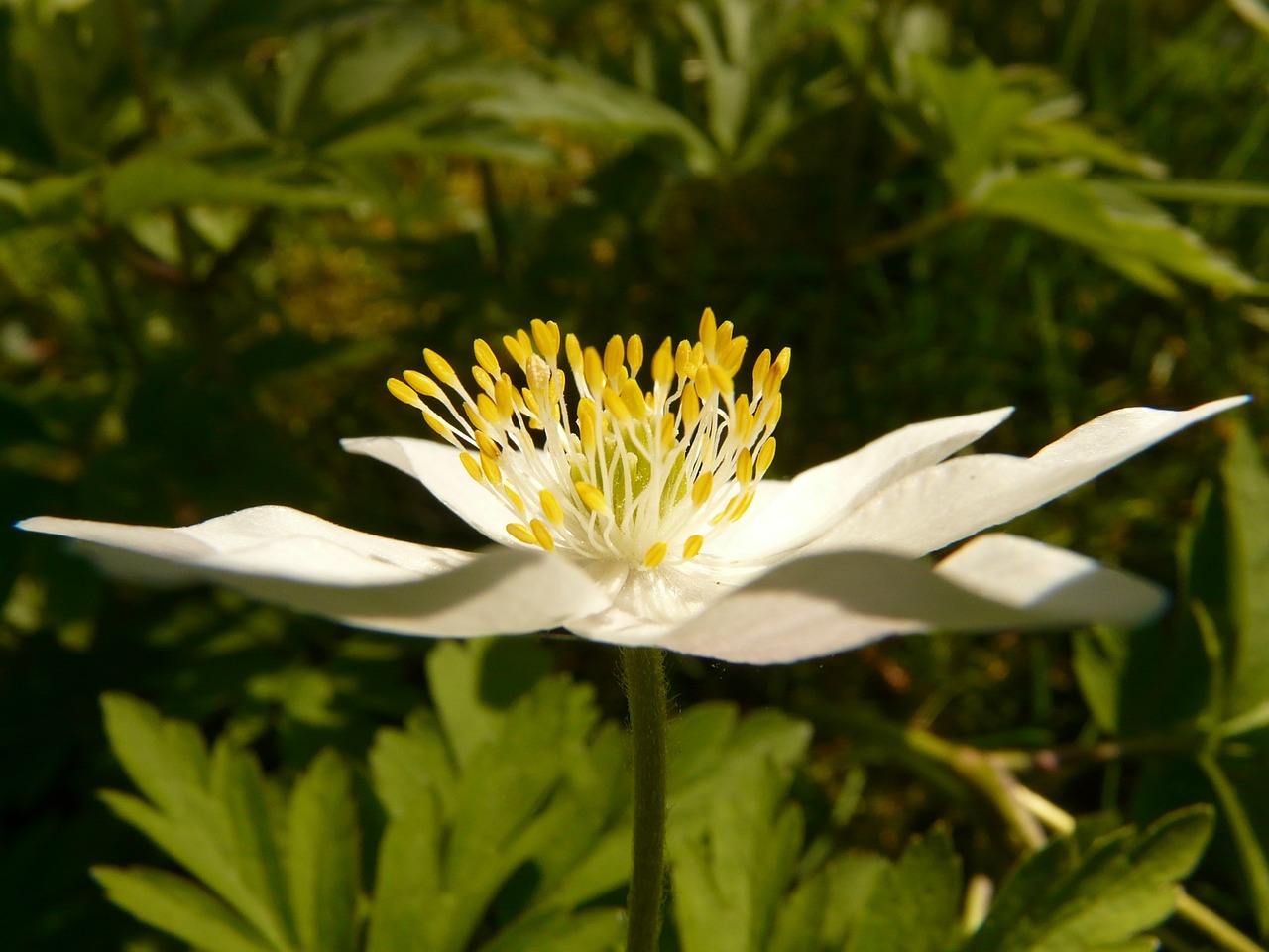 wood anemone anemone hahnenfußgewächs free photo