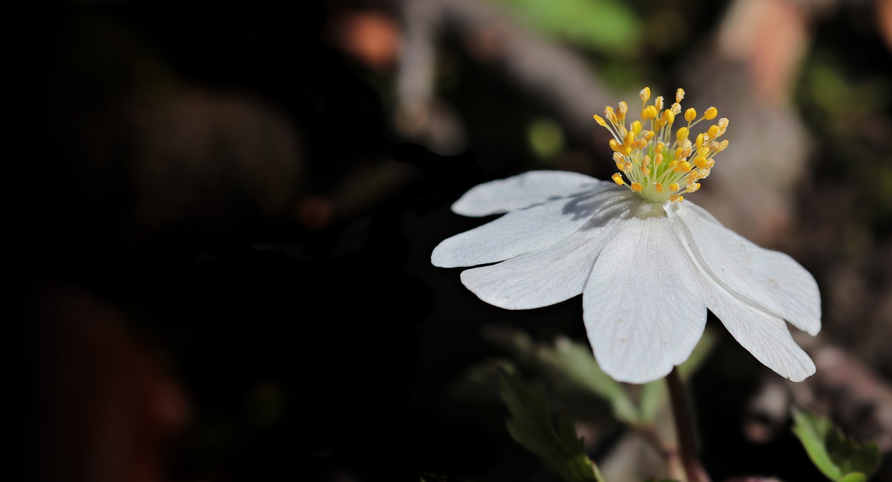 wood anemone anemone nemorosa flower free photo