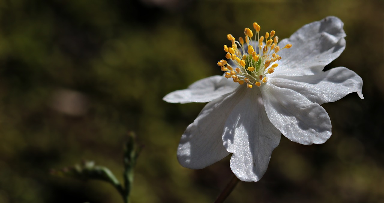 wood anemone anemone nemorosa flower free photo