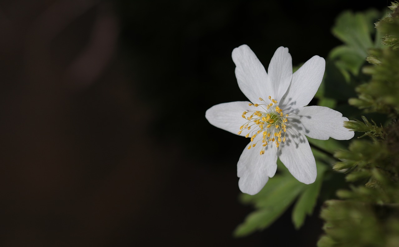 wood anemone anemone nemorosa flower free photo