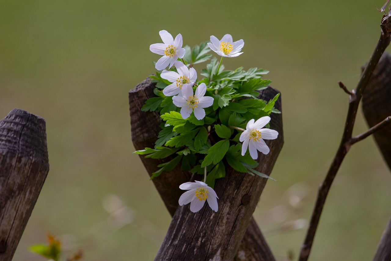 wood anemone  flower  anemone nemorosa free photo