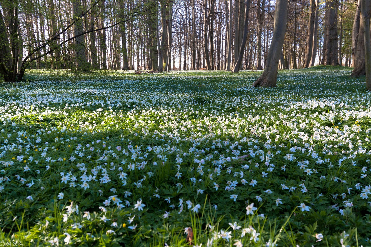 wood anemone flower meadow forest free photo