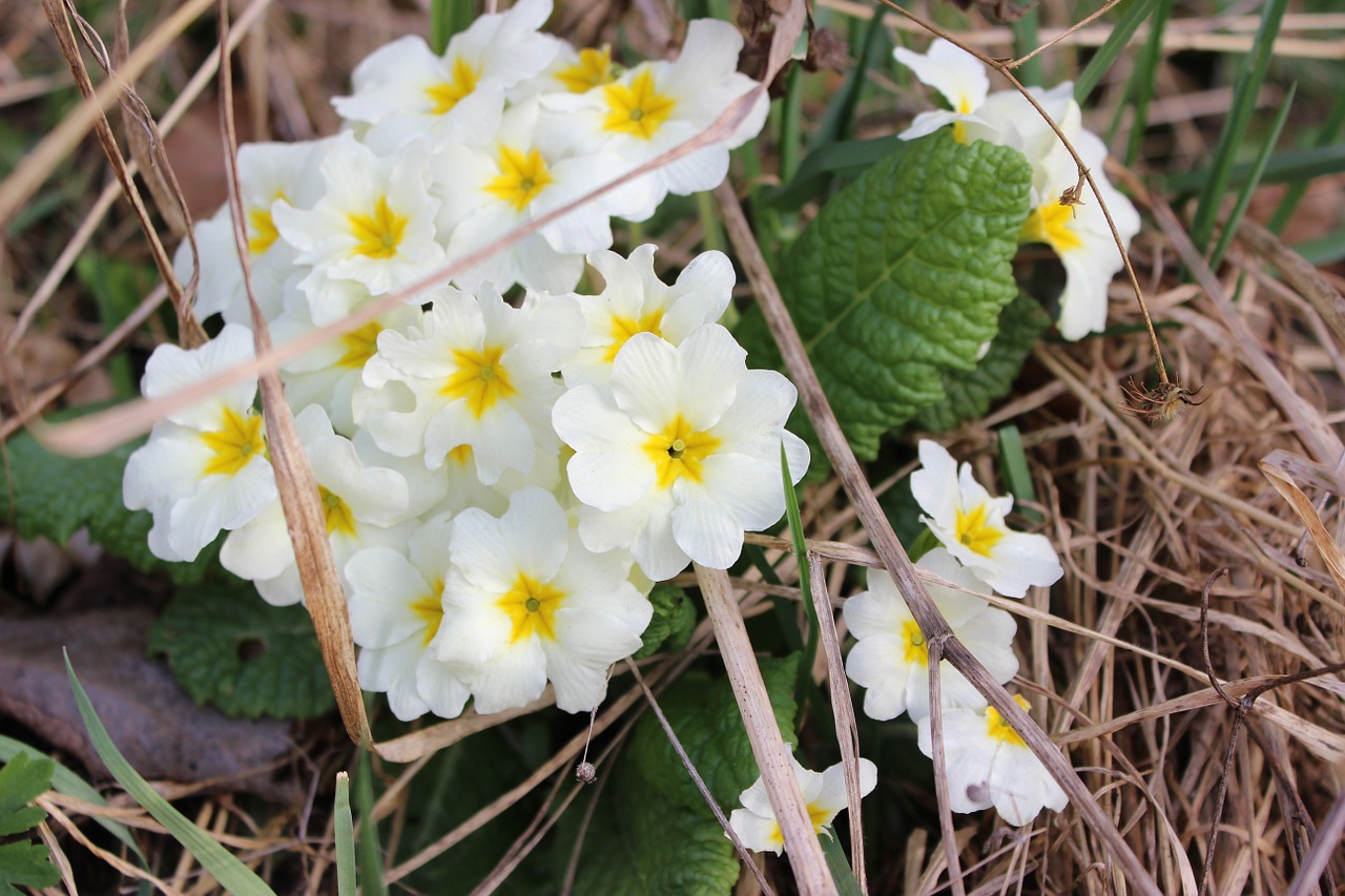 wood anemone flower nature free photo