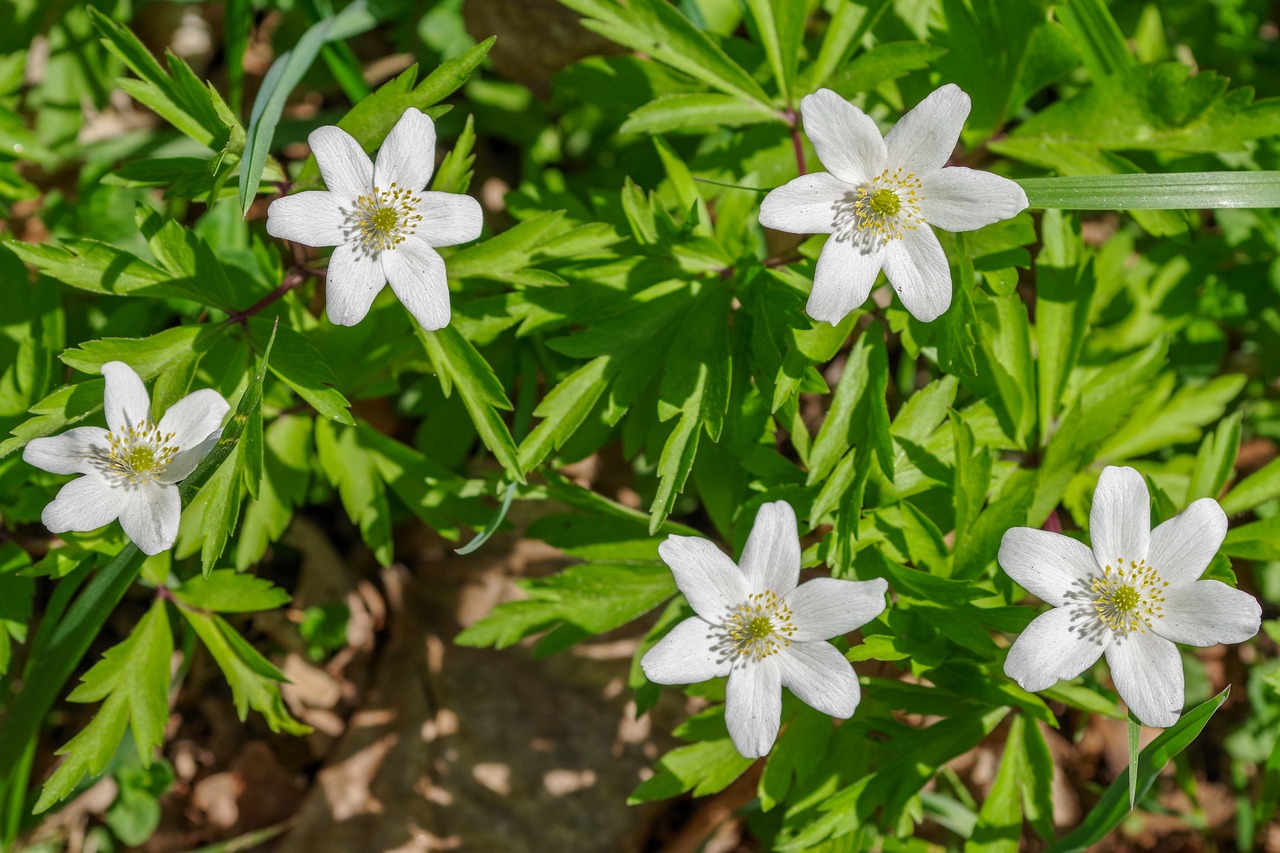 wood anemone  flowers  petals free photo