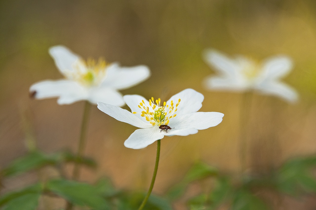 wood anemone  blossom  bloom free photo