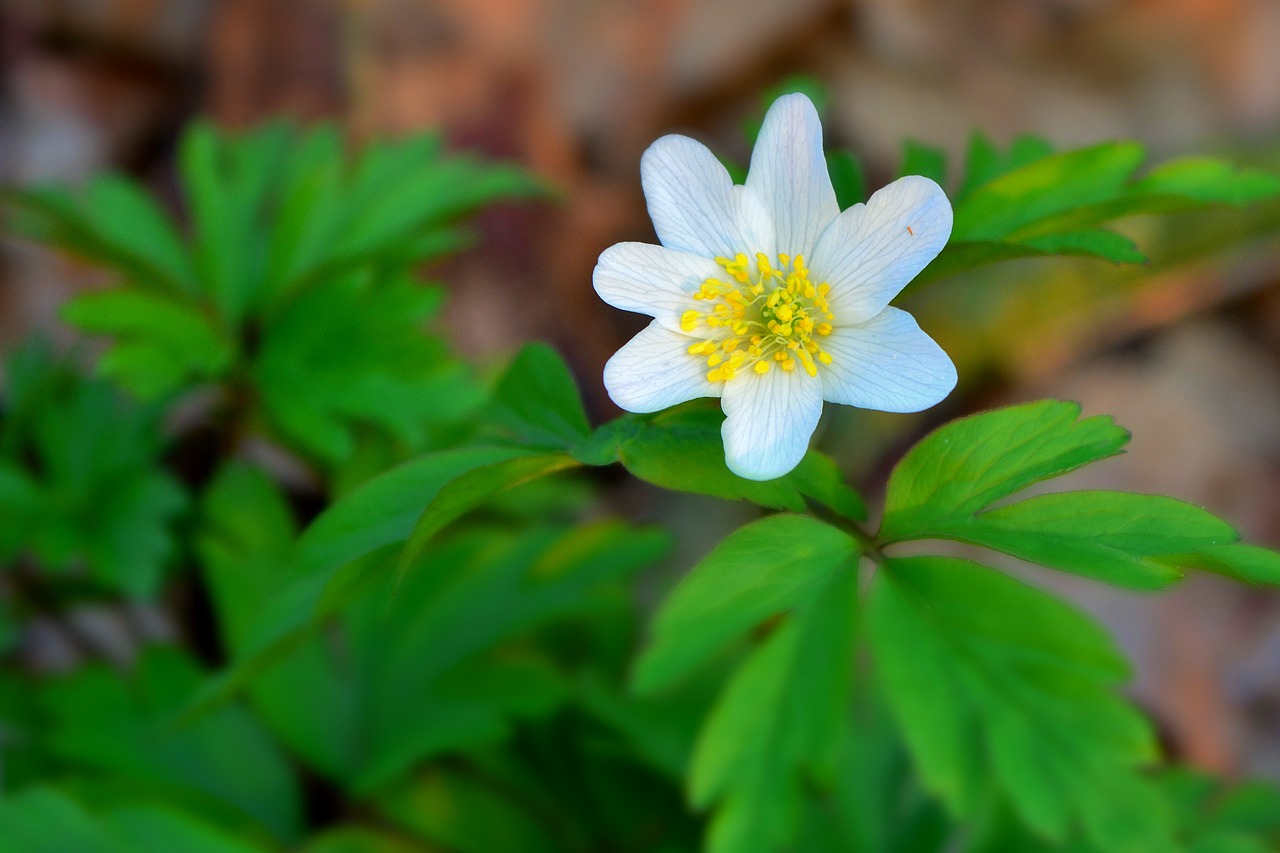 wood anemone  flower  white free photo