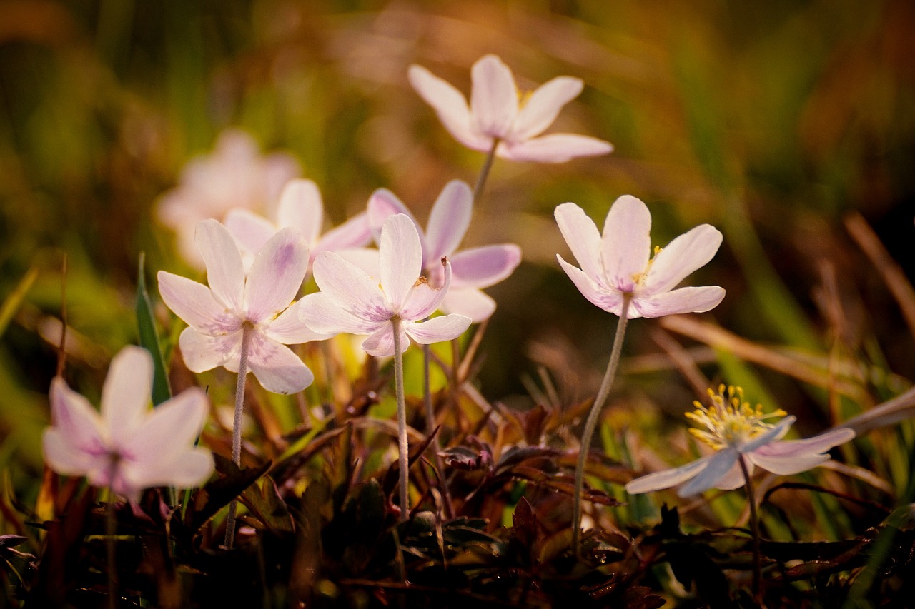 wood anemone  forest  nature free photo