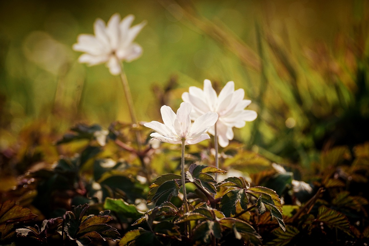 wood anemone  forest  nature free photo